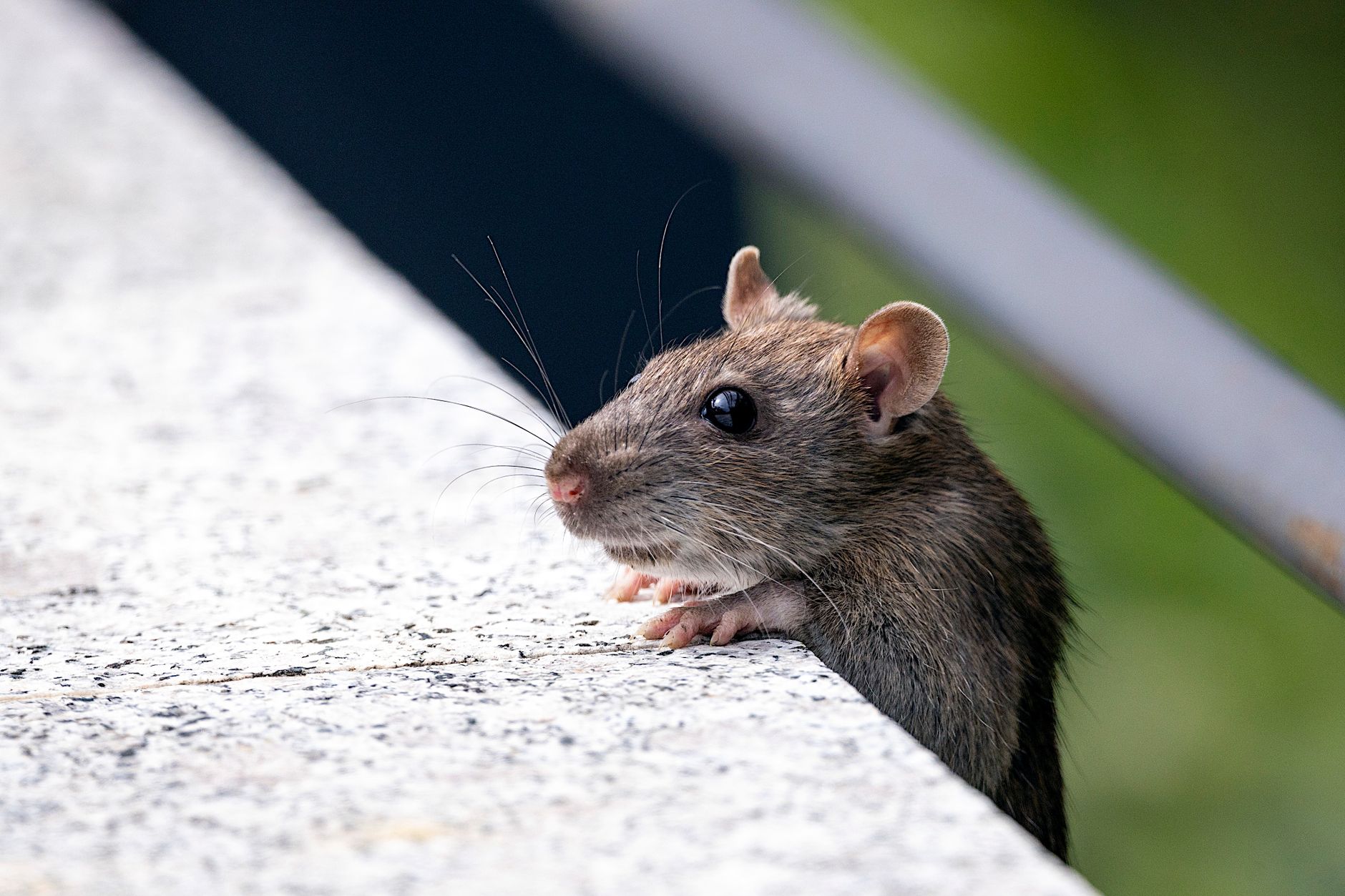 Désinsectisation dératisation à Pontault-Combault